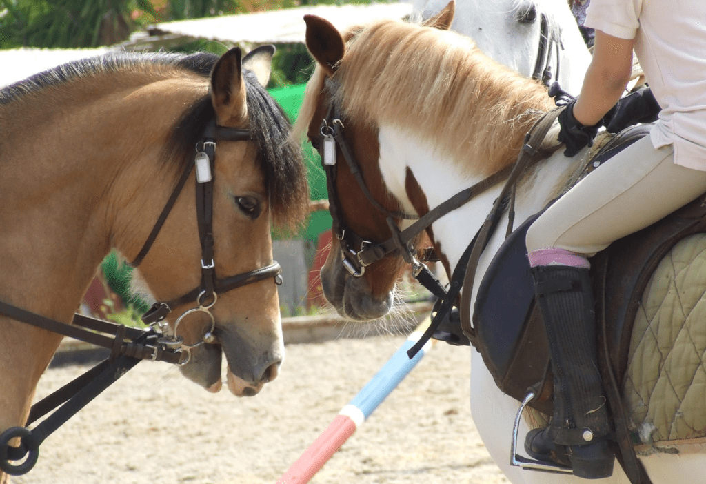 קייטנת רכיבה על סוסים ברמת השרון, קייטנה לילדים ברמת השרון 
